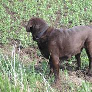 Labrador retriever Ballo 