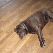 Labrador retriever Ballo