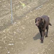 Labrador retriever Ballo 