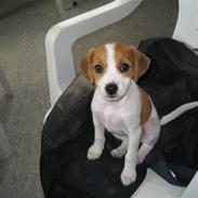 Jack russell terrier Tess