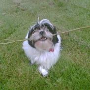 Shih tzu Chili