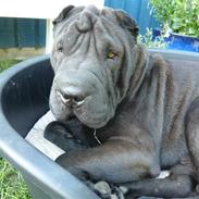 Shar pei sharon