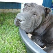 Shar pei sharon