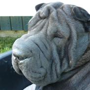 Shar pei sharon