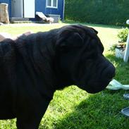 Shar pei sharon