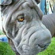 Shar pei sharon