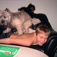 Cairn terrier Kasmir