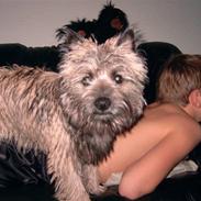 Cairn terrier Kasmir