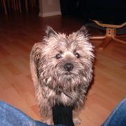 Cairn terrier Kasmir