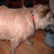 Cairn terrier Kasmir