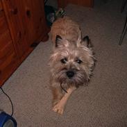 Cairn terrier Kasmir