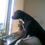 Blanding af racer candy