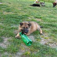 Schæferhund Sportshund Citta