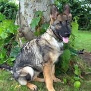 Schæferhund Sportshund Citta