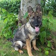 Schæferhund Sportshund Citta