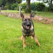 Schæferhund Sportshund Citta