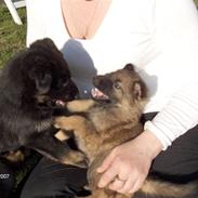 Schæferhund Sportshund Citta