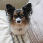 Papillon Oliver