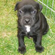Staffordshire bull terrier Franz