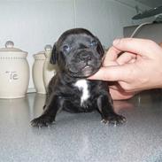 Staffordshire bull terrier Franz