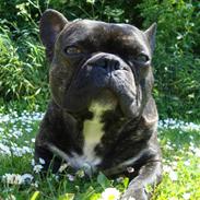 Fransk bulldog Joey