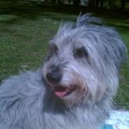 Blanding af racer Laura (Bamse)