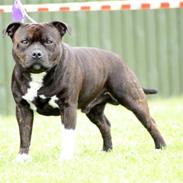 Staffordshire bull terrier Jason DKCH