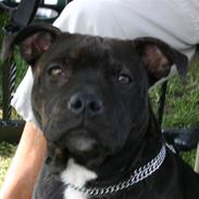 Staffordshire bull terrier Jason DKCH