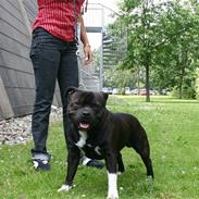 Staffordshire bull terrier Jason DKCH