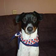 Dansk svensk gaardhund Mickey