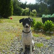 Dansk svensk gaardhund Mickey