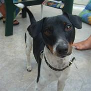 Dansk svensk gaardhund Mickey