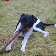 Dansk svensk gaardhund Mickey