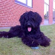 Briard Zita