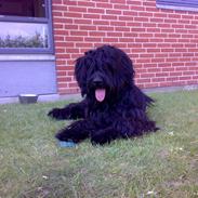 Briard Zita