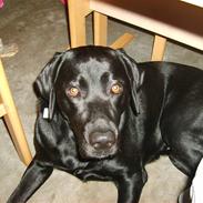 Labrador retriever Mik