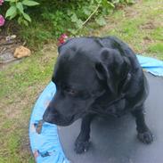 Labrador retriever Mik