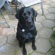 Labrador retriever Mik