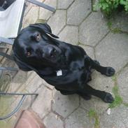 Labrador retriever Mik