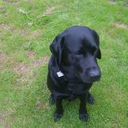 Labrador retriever Mik