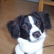 Blanding af racer Viggo