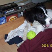 Blanding af racer Viggo