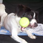 Blanding af racer Viggo