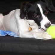 Blanding af racer Viggo