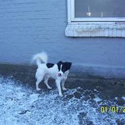 Blanding af racer Viggo