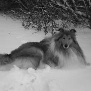 Collie langhåret Dino