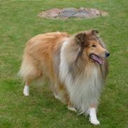 Collie langhåret Dino