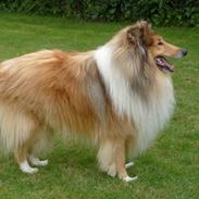 Collie langhåret Dino
