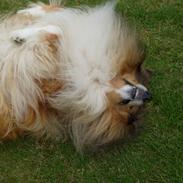 Collie langhåret Dino