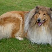 Collie langhåret Dino